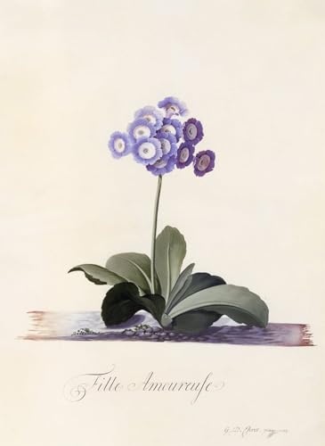 Pintura sobre lienzo Auricola da giardino reproducción fiel de alta fidelidad 60x90
