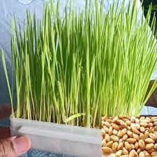 Wheat grass seeds for cat,High germination rate (1000 seeds) (B0CM12XGM3) Amazon Price History, Amazon Price Tracker