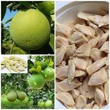 Pomelo fruit seeds,100% germination (10 seeds) (B0CG1K49DS) Amazon Price History, Amazon Price Tracker