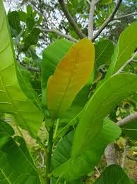 KD_CASHEW_LEAVES, cashew used as an antiseptic, used as toothpaste,treat toothaches and gum problems, Pack of 25 Leaves.-image-30