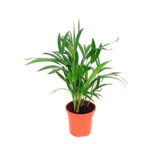 Planta Areca, 50-60 cm. Palmera ornamental, de hojas verdes y elegantes, ideal para decorar interiores. Segura Garden.