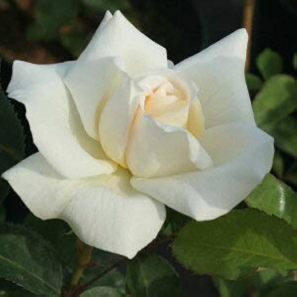 Amazon | バラ苗 【ホワイトクリスマス】 (新苗) ハイブリッドティー