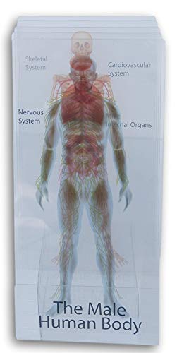 Paper Craft Layering Jumbo Flash Cards - Human Anatomy - Organs, Skeleton, Cardiovascular System, Nervous System (Male) #TOP5