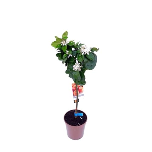 Árbol Naranjo Natural - Planta de Exterior - Árbol para Cultivar Naranjas de Forma Natural - Planta Viva