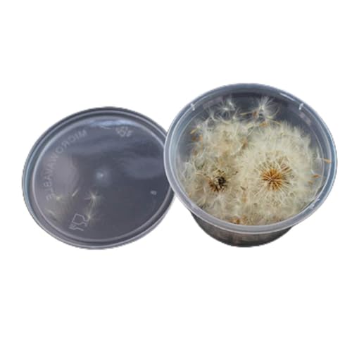 Flor prensada natural seca para decoración y joyería miniatura 1