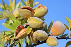 New Fresh 10 pcs Almond Tree Seeds Generic