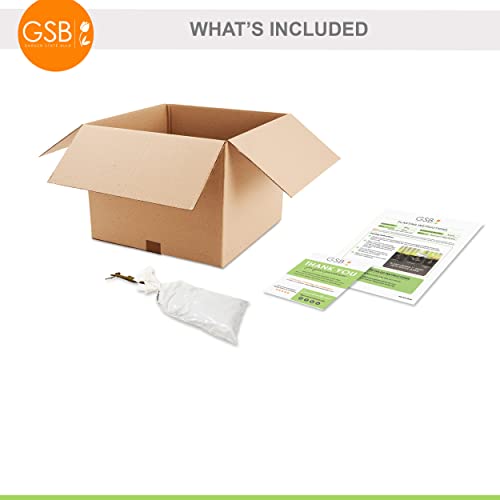 Garden State Bulb Grape Seedless Concord Plant, Live Bare Root, Non-Gmo (Bag Of 1) #TOP5