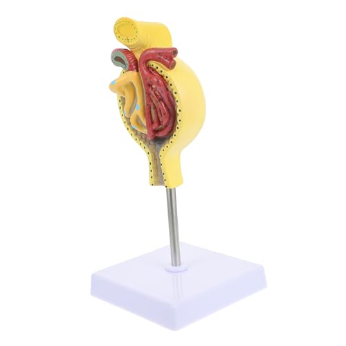 Glomérule humain modèle anatomique en PVC avec socle pour étude médicale