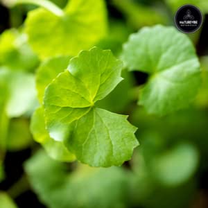 Naturevibe Botanicals Gotu Kola Powder 5Lbs And Garam Masala 5Lbs| Bulk Combo #TOP5