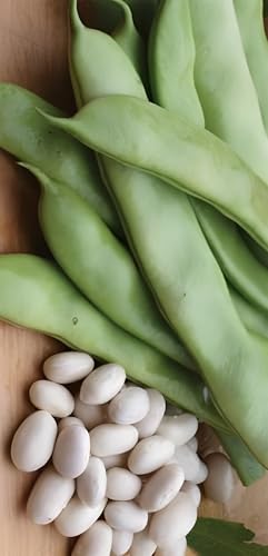 Roma II Green Bush Bean Seeds - Heirloom Italian Flat Bean | 100 Non-GMO Seeds for Planting | Tender, Stringless, High-Yield Variety | Perfect for Gardens and Containers