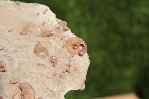 Image of Ammonites & Gastropods Plate Cretaceous Fossils Fossils from Morocco Fossil Rock ammonites Fossil from Morocco A112
