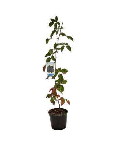 ZARZAMORA Natural Planta Frutal de Exterior Ideal para Cultivar Frutos del Bosque