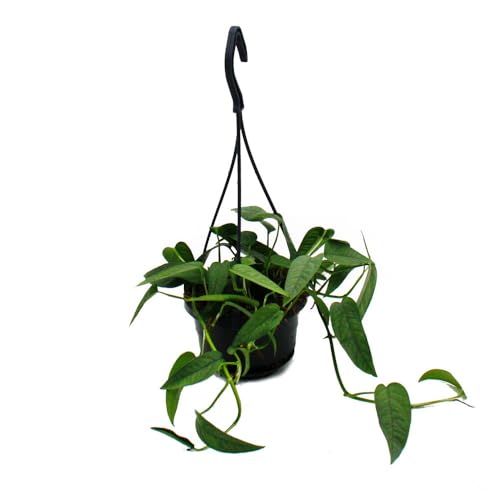 Pflegeleichte Mini-Ampelpflanze - Epipremnum 'Cebu Blue' - Blaue Efeutute