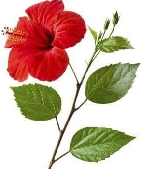 Miniatura 2 de ST Hibiscus Leaf Powder 100g  Sembaruthi Leaf Powder  Hibiscus rosa sinensis Leaf