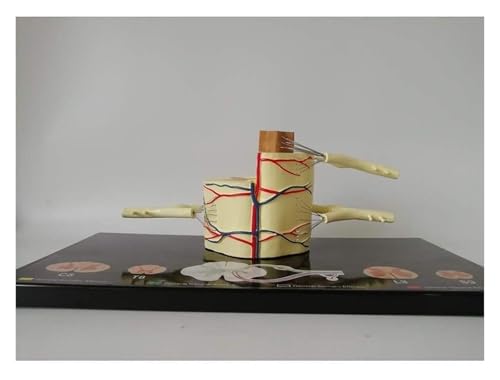 Modèle nerf spinal avec 31 paires de nerfs et corde sur base de support