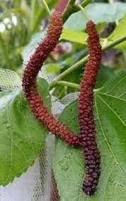APOSOLUARD Morus alba Mulberry berry Shahtoot Air Layering Grafted Healthy Live Plant Pack of 1 (B0D7H9GPCX) Amazon Price History, Amazon Price Tracker