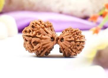 Gemstone King Garbh Gauri Rudraksha Nepali Best Original? ? ? ?? ? Beautiful Brown Colour & Round Shape Garbh Gori Rudraksh with IGL Certificate Use for Pendent Bracelet Making