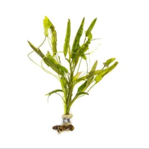 Live plant seeds /bulbs for aquarium pack of 5 (B0B1X72VWN) Amazon Price History, Amazon Price Tracker