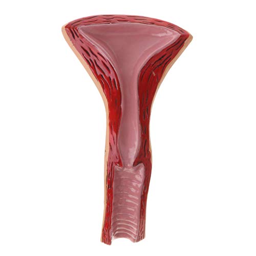 Image of Female Uterus Anatomical Model Gynecology Genital Organ Structure Model Human Reproductive System Uterine Ovary Vaginal Teaching Tool for Medical Demonstration