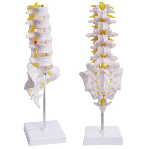 Image of Lumbar Spine Model for Anatomy Education, Life Size Human Lumbar Model with 5 Vertebrae Sacrum, Spinal Disc, and Sturdy Base, Ideal Tool for Medical Teaching and Learning