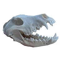 アフガンハウンド　骨格標本　頭骨 アフガンハウンド 骨格標本 頭骨