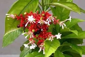 Image of Sarpagandha Live Plant, Rauwolfia Serpentina, Medicinal Herb, Green, 1 Count, Ornamental Plant with Orange-Red Flowers || WITH POT