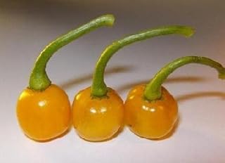 Pepper Joe's Bode Amarela Seeds – Pack of 10+ Hot Chili Seeds – USA Grown – Rare Brazilian Seeds for Planting
