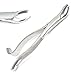 DDP 1PC Dental Instrument 18L EXTRACTING Forceps Stainless Steel