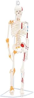 Anatomy Model, 85CM Skeleton Anatomy Model with Colored Muscles and ligaments- Full Body Bone Anatomical Model Medical Teaching Model - for Medical Education for Medical Demonstration