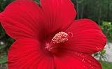 Lord Baltimore Hibiscus Live Plants (5-9') Pack of 2 (Two) - Hardy Dinner Plate Hibiscus - Giant 10' Red Blooms - Cold Hardy - Fast Growing Outdoor Pollinator Magnet - Swamp Mallow
