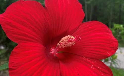 Lord Baltimore Hibiscus Live Plants (5-9") Pack of 2 (Two)