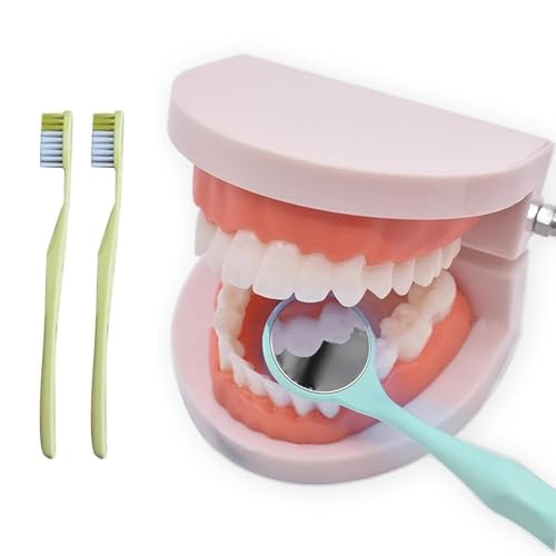 NIYATA Zahnmodell Set mit Zahnbürste, 2 Stück pädagogische Dentalmodelle aus PVC, realistische Zähne für Kinder, Studenten, Lehrer und Zahnärzte zur Demonstration und Zahnpflege