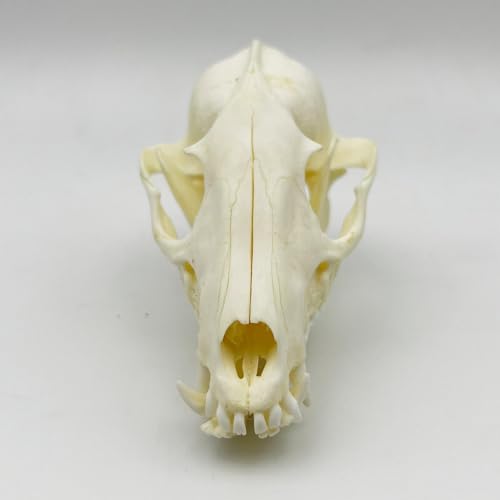 Image of Taxidermy Real Animals Skull Decor - Model Animals Bones Specimen,Taxidermy Supplies for Science Education,Collection (Raccoon)