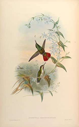 Cuadro abstracto de la avoceta de John Gould para decorar un salón elegante (60x90cm)