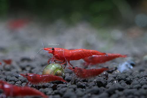 Live Freshwater Aquarium Shrimp Neocaridina (Red Cherry, 5 Shrimp)