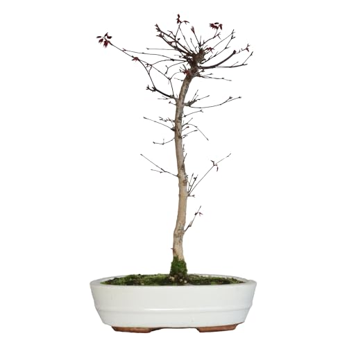KENTIS - Bonsái Japonés Original de Acero Rojo - Acer Palmatum Japonés Defoliado - Planta de Exterior - Altura 55-60 cm Maceta Ø 23,5 cm