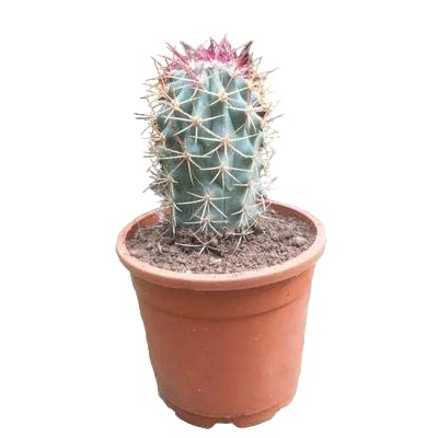 Ferocatus Acanthodes | The Desert Jewel | Live indoor plant | Barrel Cactus Without Pot | Low-Maintenance Succulent for Home & Office Decor (B0DDC5BSY3) Amazon Price History, Amazon Price Tracker
