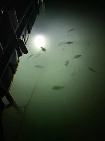 Green Blob Outdoors White Underwater Fishing Light 7500 Lumens,12V For Boats, 30Ft Cord, Alligator Clips & Cigarette Lighter Qd Adapters Led Fish Attractor Squd, Crappie Bass Catfish, Made In Texas #TOP4