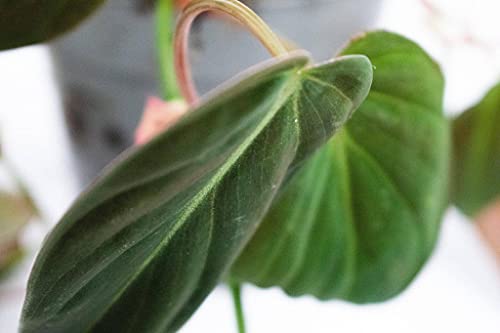 Philodendron Micans | Ø14 cm - Afbeelding 5