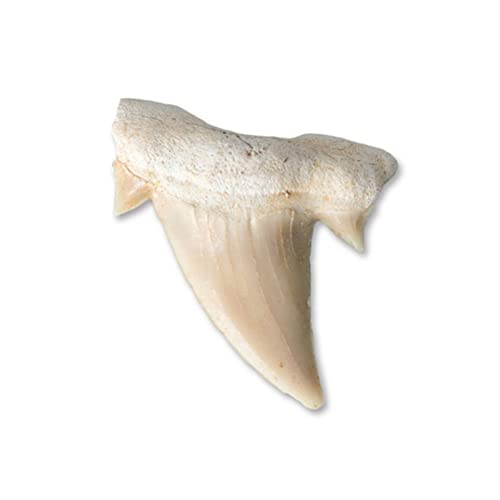 QFDM Starfishes 2 Pezzi Megalodon Dente Fossile