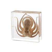 Taxidermie-Oktopus, echte Oktopus-Exemplare, Tierexemplare aus Harz für Wissenschaft, Klassenzimmer, Wissenschaft, Bildung, tolles Geschenk für Fans von Präparatorie, Tierschädel, Kuriositäten