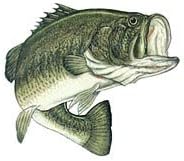 Action Largemouth Bass Decal