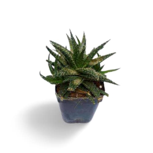 Creative Farmer Desktop Plant Aloe Pepe Succulent Stunning Hybrid Indoor Plants (Healthy Live Plant) (B09K413MC8) Amazon Price History, Amazon Price Tracker