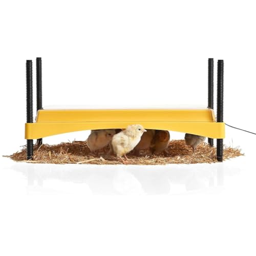 Yellow brooder for Chicks