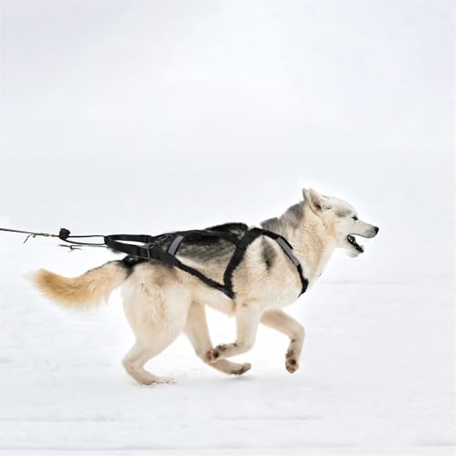Waycin Hundegeschirr zum Ziehen, X-Rücken Mushing Husky Geschirr für große laufende Hunde, Schwarz