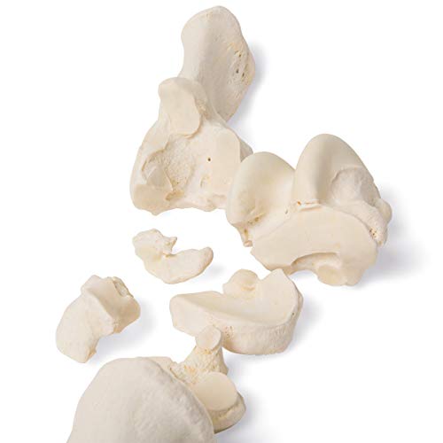 Image of 3B Scientific GmbH T30069 Mammal Metatarsal Bones, Disarticulated
