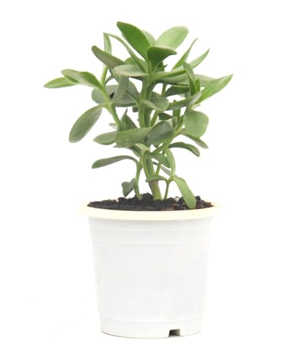 Image of Mini Jade Live Plant with Pot | Good Luck & Vastu Positive Plant for Home & Office | Low-Maintenance Indoor Succulent for Desk, Balcony & Gift Purposes | Fresh Healthy Plant