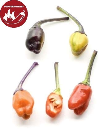 Stk - 5x Trifetti Variegata Chili Gemse Garten Pflanzen - Samen PW73 -  Seeds & Plants Shop by Ipsa : Amazon.de: Garten
