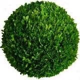 Tradingsmith Preserved Boxwood 10" Balls