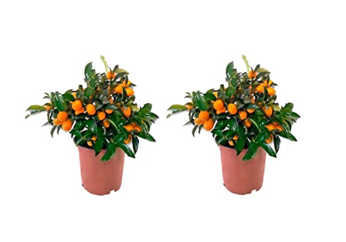 Pack 2 KUMKUAT o Naranjo enano Chino -Calamondin Planta Natural (Citrus Fortunella) - (Altura 35 Cm aprox) Cover
